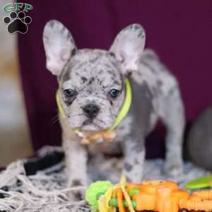 Allie, French Bulldog Puppy
